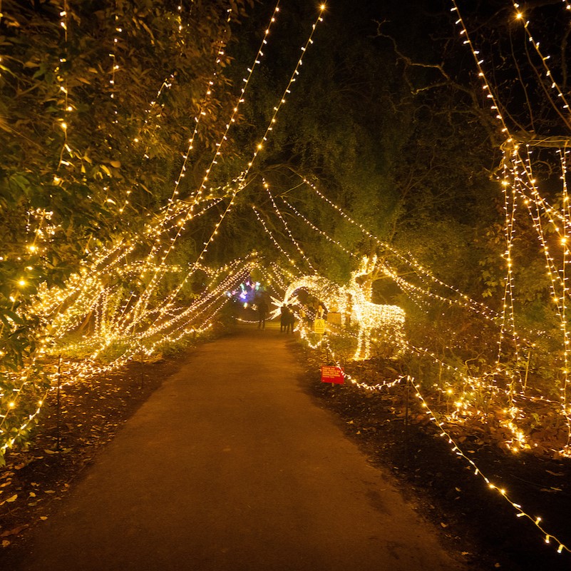 The show WILL go on as £80,000 of cabling stolen from Light Up Sir Harold Hillier Gardens At Christmas