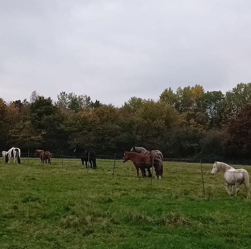 Reader’s letter: keep Russells Equestrian Centre at Itchen Valley Country Park