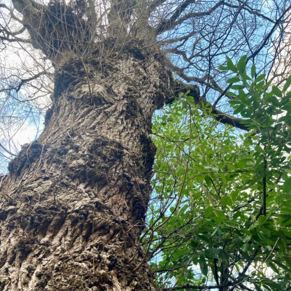 Suburban Safari: Buds in the suburbs 